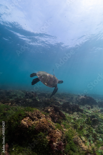 Turtle swims underwater over coral reef