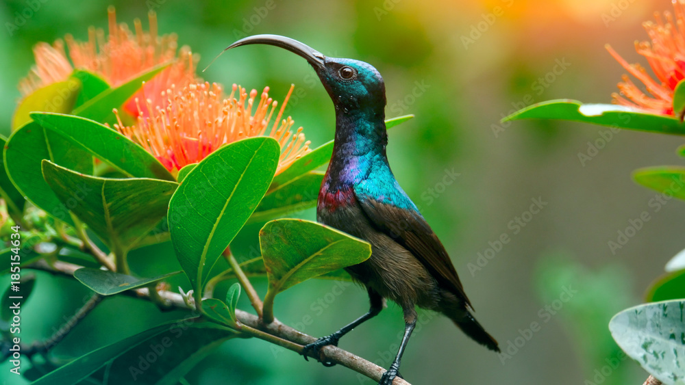 Fototapeta premium Lotens Sunbird (Cinnyris lotenius) siedzi na gałęzi w zielonym ogrodzie w pobliżu kwiatów. Sri Lanka