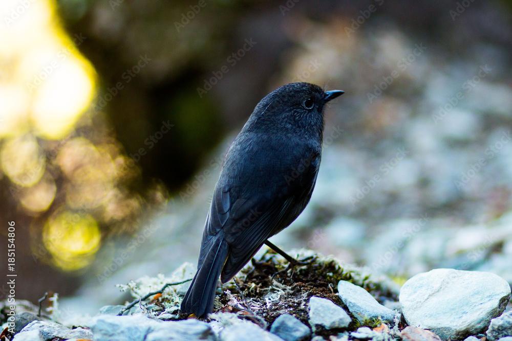 New Zealand South Island Robin Bird New Zealand South Island Robin Bird