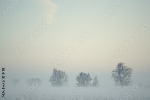 trees in misty haze in a gloomy winter day