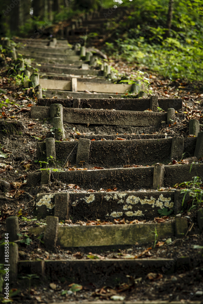Waldtreppe nach oben Waldtreppe nach oben