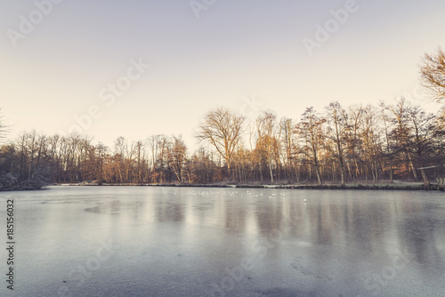Trees around a frozen lake in the winter