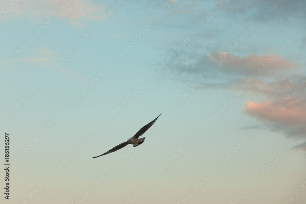 Naklejka premium the seagull is flying in the sky