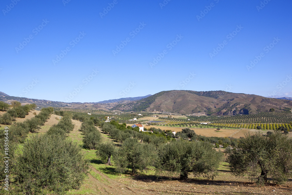 olive production in spain