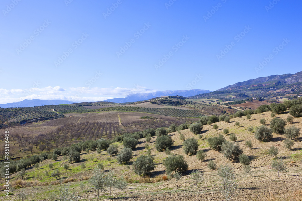 olive grove landscape