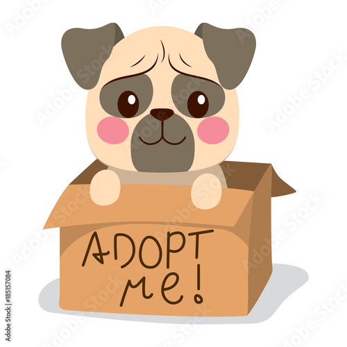 Cute little pug dog inside cardboard box with adopt me text