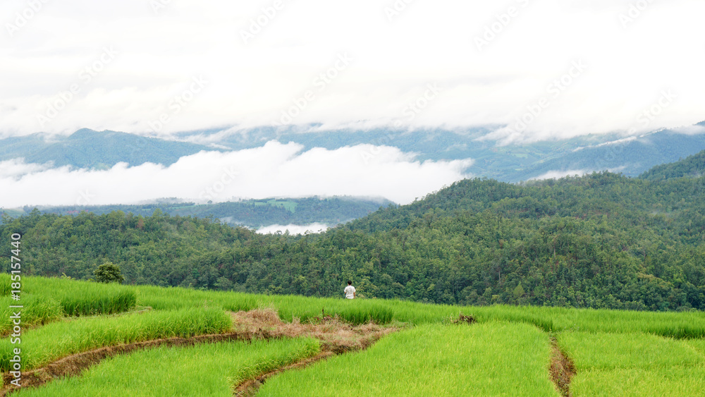 Step Rice field in Thailand