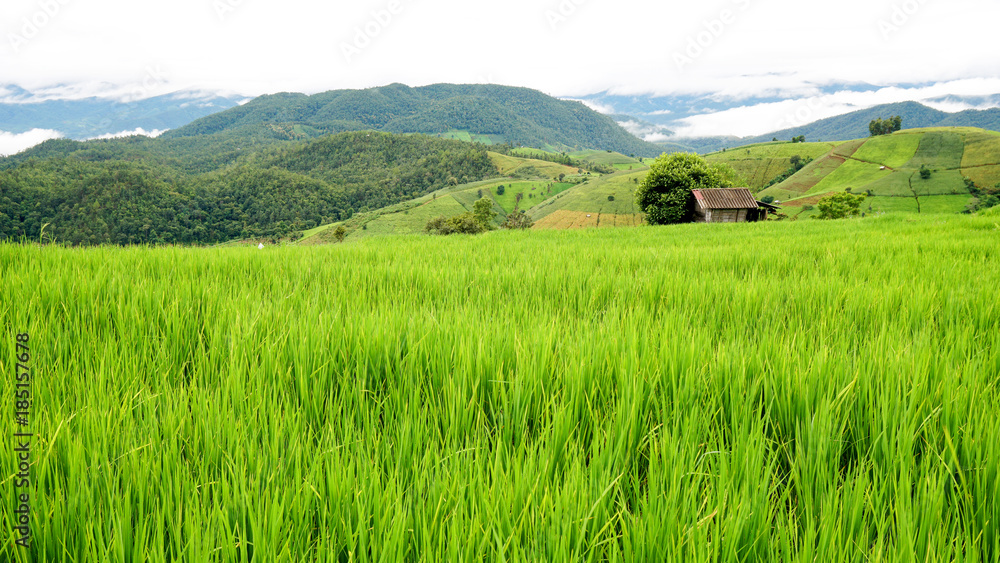 Step Rice field in Thailand Step Rice field in Thailand