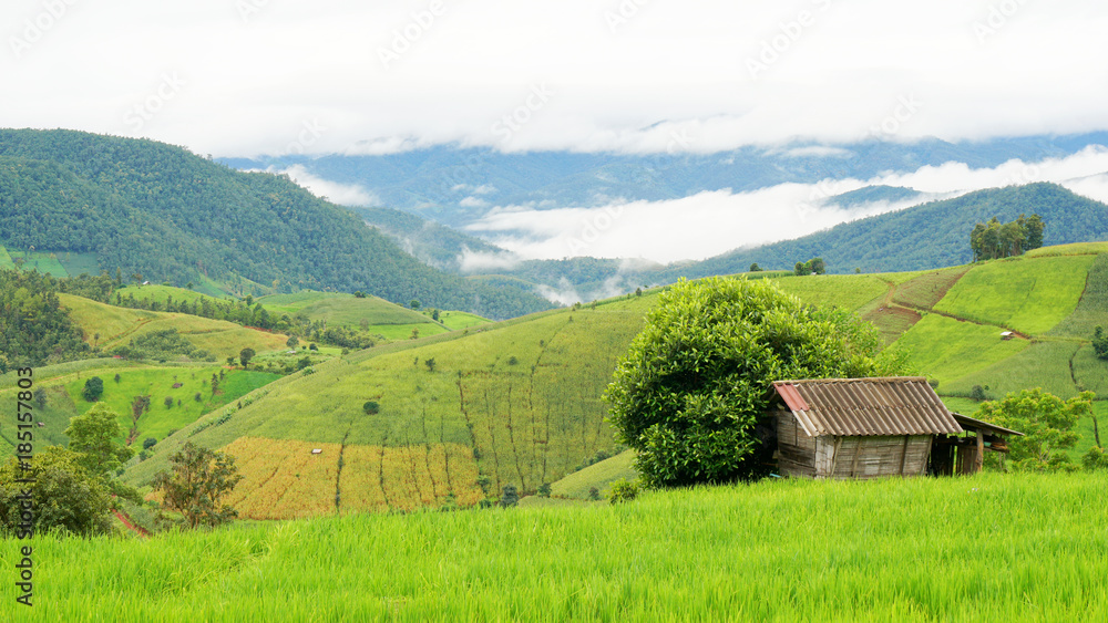 Step Rice field in Thailand Step Rice field in Thailand