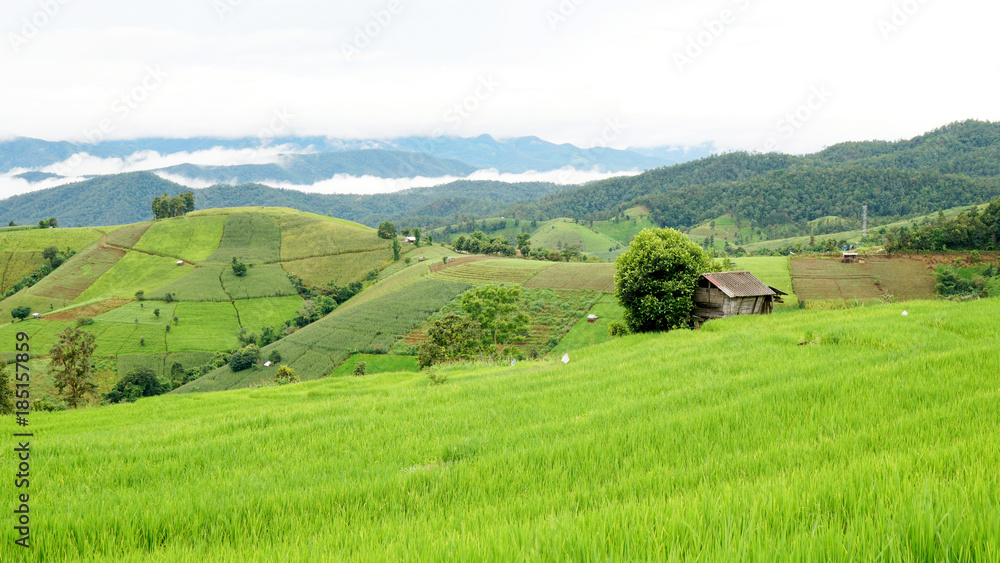 Fototapeta premium Step Rice field in Thailand