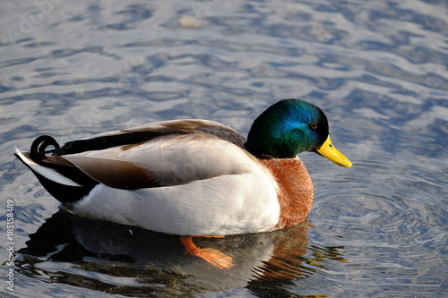 anatra sul lago