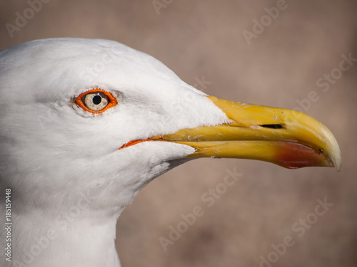 gabbiano ravvicinato di profilo