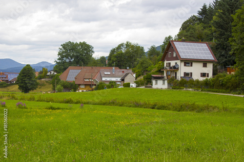 Wallpaper Mural Black Forest in Germany Torontodigital.ca