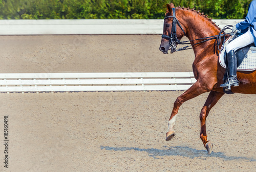 Dressage horse and rider in blue uniform. Sorrel horse portrait during dressage competition. Advanced dressage test. Copy space for your text. 