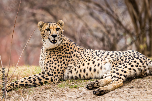 Cheetah