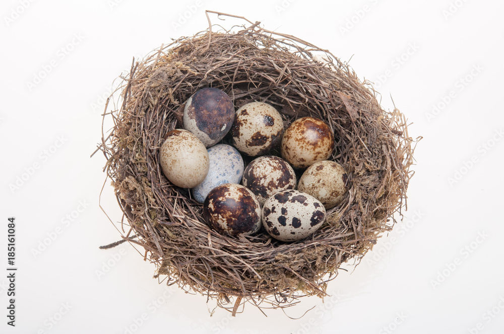 Obraz premium Quail eggs isolated on white