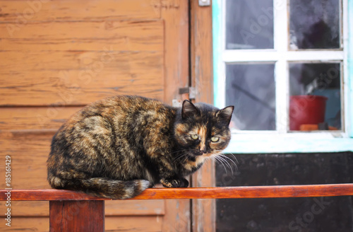 Fototapeta Naklejka Na Ścianę i Meble -  Young cat sitting on wooden railing near the country house outdoors at winter.