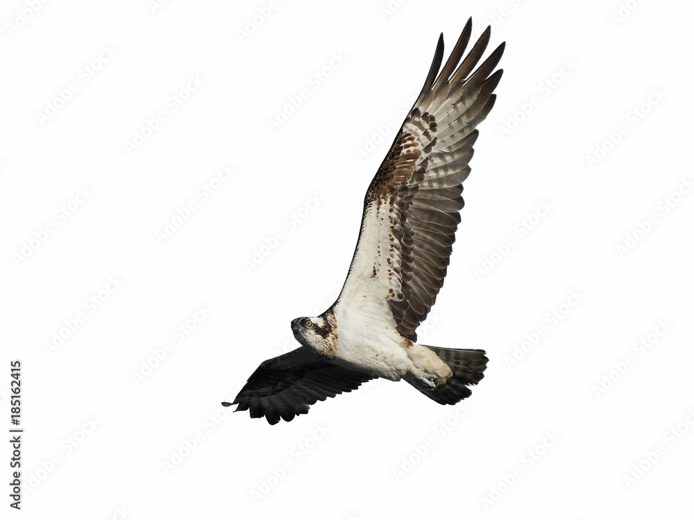 Obraz premium Osprey (Pandion haliaetus)