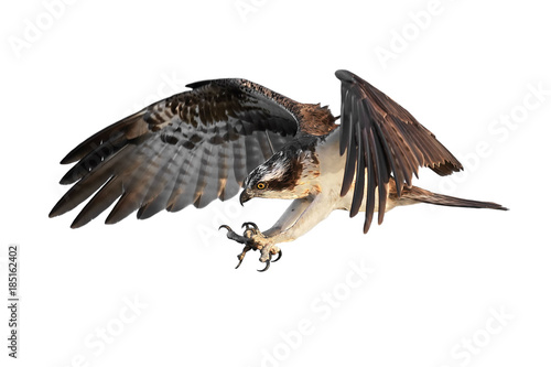 Tableau sur toile Osprey (Pandion haliaetus)