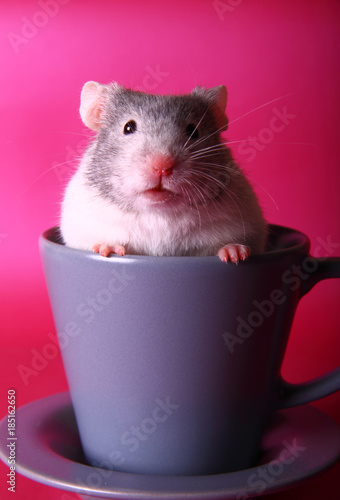 Syrian hamster in a teacup photo