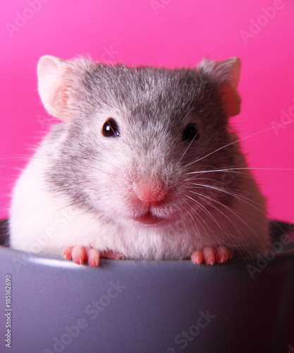 Syrian hamster in a teacup photo