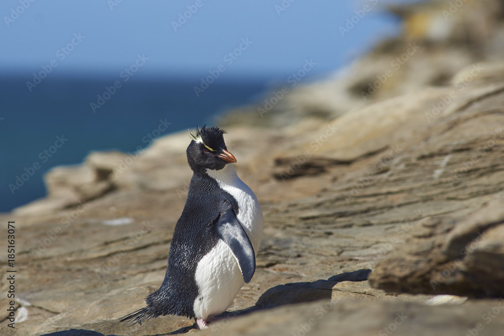 Obraz premium Rockhopper Penguin (Eudyptes chrysocome) on the cliffs above The Neck on Saunders Island in the Falkland Islands