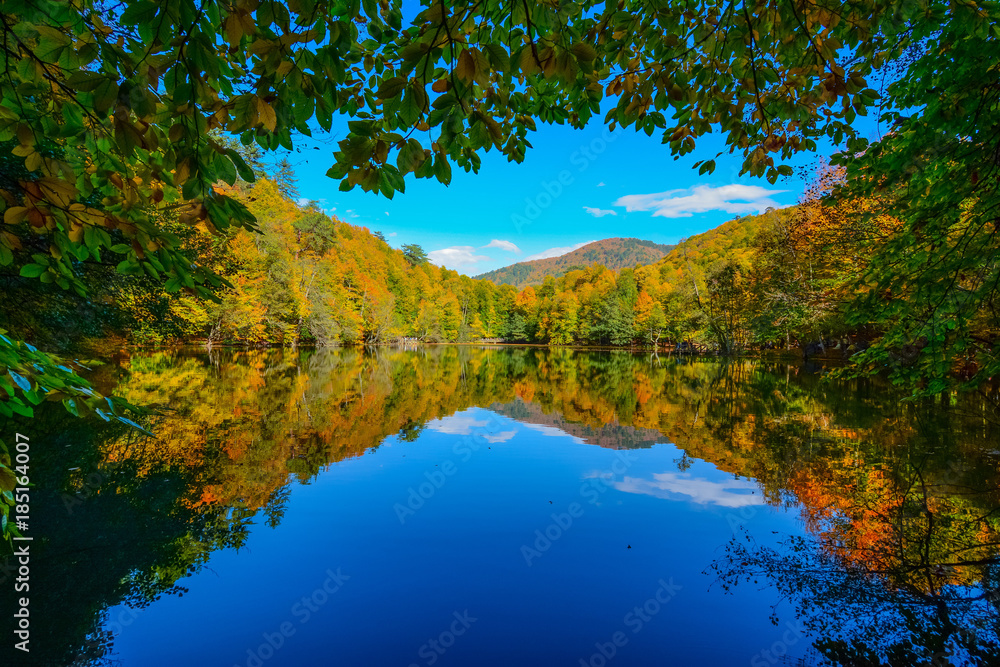 Leak and forest Leak and forest