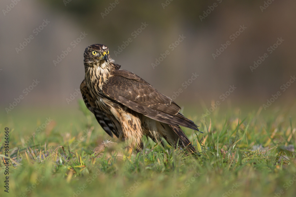 Northern goshawk Northern goshawk