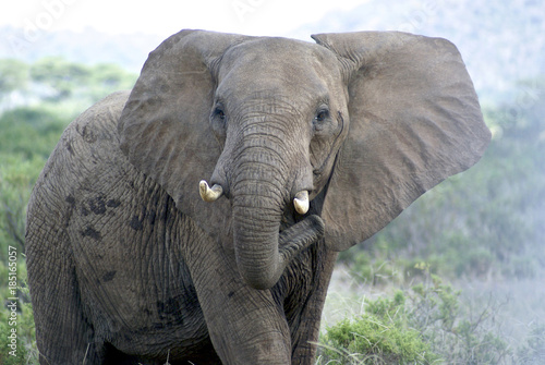 Angry elephant in Samburu National park, Kenya