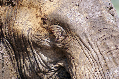 Eye of the elephant in Samburu National park, Kenya