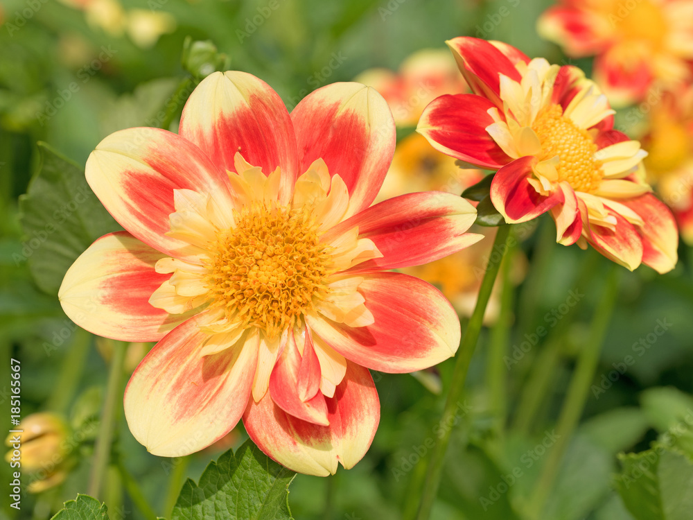 Dahlien, Dahlias Dahlien, Dahlias