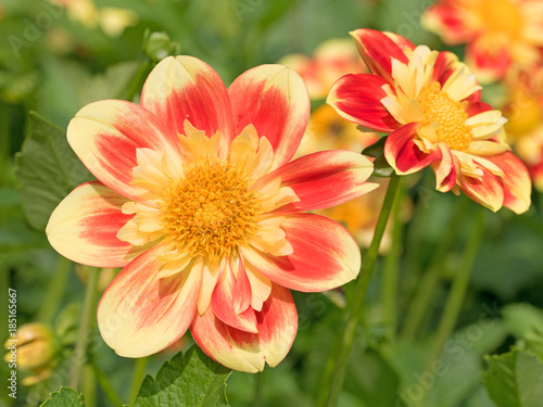 Fototapeta Naklejka Na Ścianę i Meble -  Dahlien, Dahlias