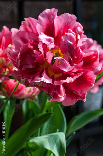 Pinke Tulpe pink tulip