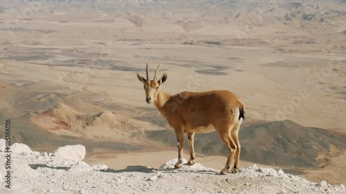 A Nubian ibex on the edges of Makhtesh Ramon Crater, Negev desert, Israel.