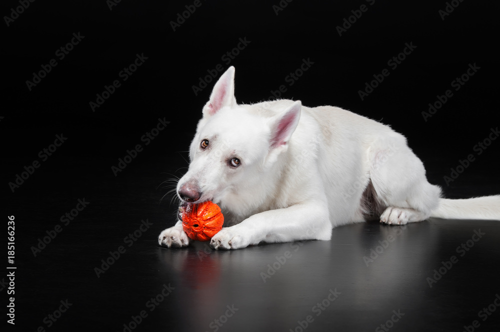 dog lies and holds the orange ball in his mouth. isolated on black background dog lies and holds the orange ball in his mouth. isolated on black background