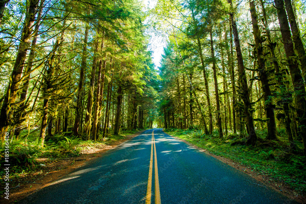 Obraz premium Road through Olympic National Forest
