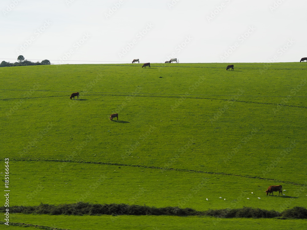 Cow on the green field