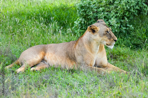 Fototapeta Naklejka Na Ścianę i Meble -  Lioness resting her eyes close under a tree in the savanna of East Tsavo Park in Kenya