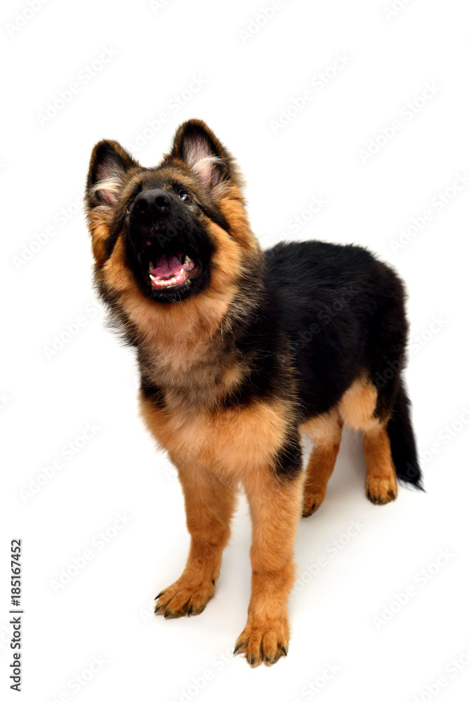 Fluffy German Shepherd dog shows teeth and tongue, angry isolated on white background. Puppy is beautiful, funny and attentive. Portrait, close-up. Sits and looks closely. Good, plush Fluffy German Shepherd dog shows teeth and tongue, angry isolated on white background. Puppy is beautiful, funny and attentive. Portrait, close-up. Sits and looks closely. Good, plush