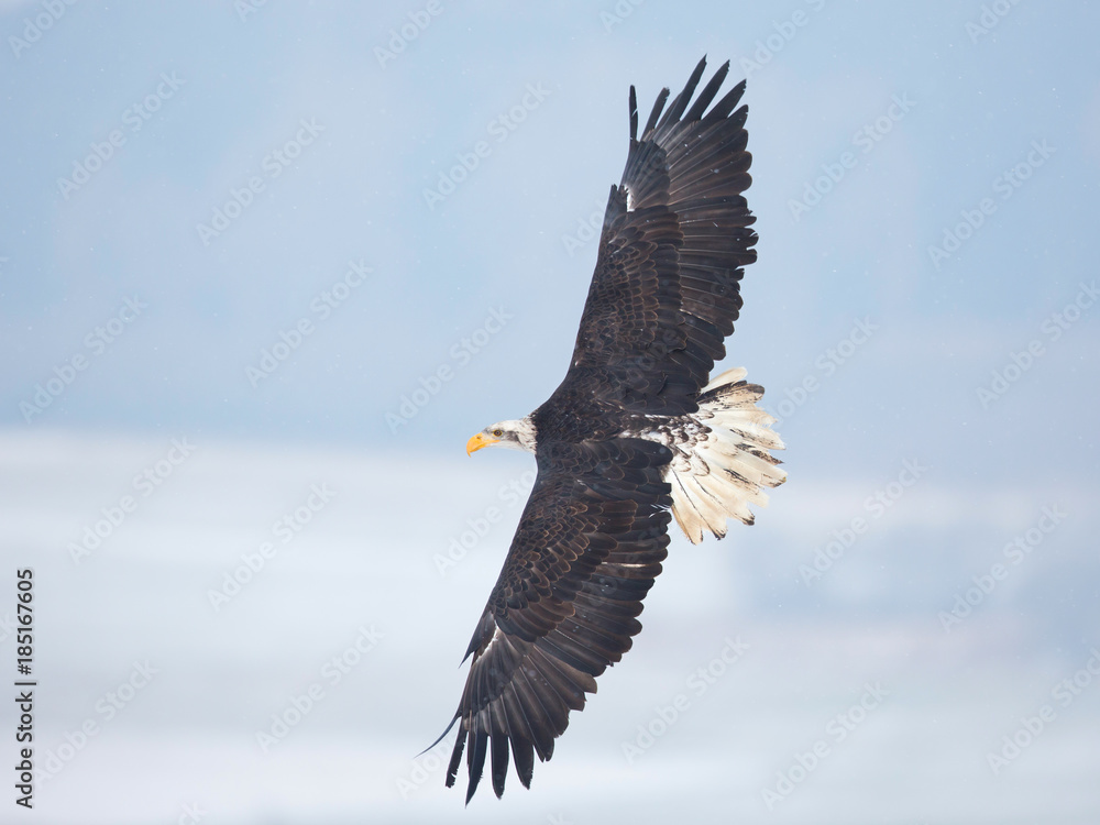 Obraz premium Bald eagle