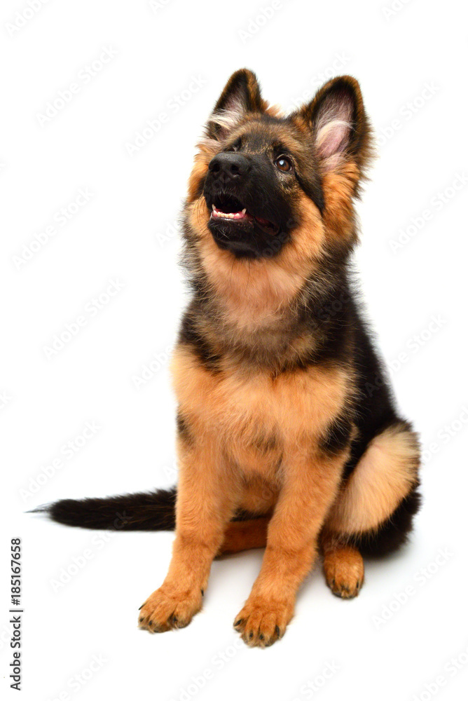 Fluffy German Shepherd dog shows teeth and tongue, angry isolated on white background. Puppy is beautiful, funny and attentive. Portrait, close-up. Sits and looks closely. Good, plush