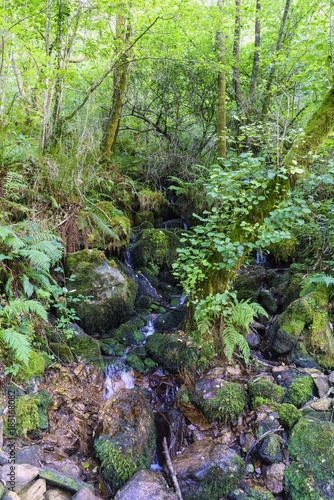 small river with many stones with moss  in an oak forest with the ground covered with fallen leaves and ivy in Galicia  Spain  the water doing silk effect. Zone very wooded and very green.