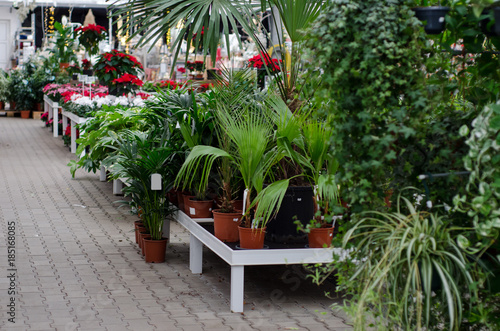 Inside the flower shop