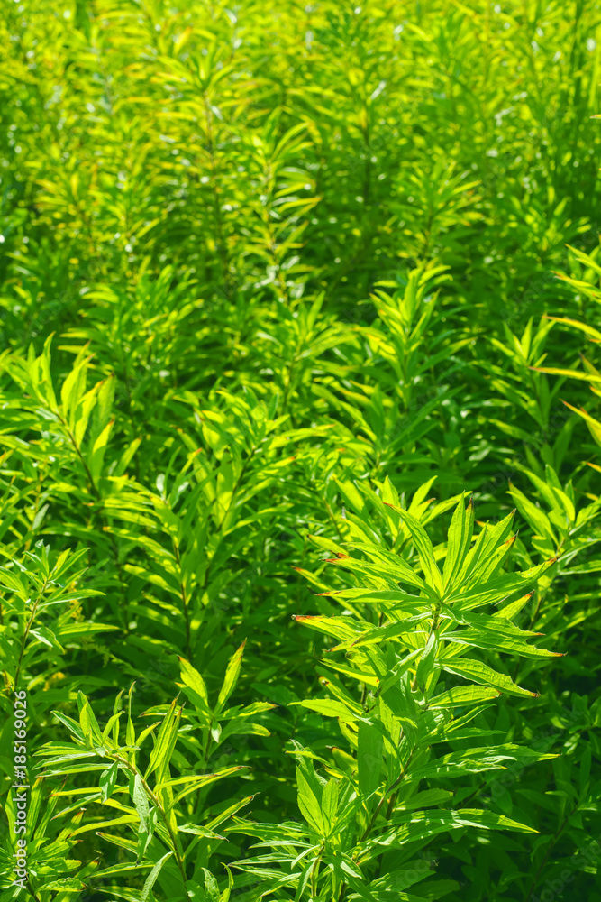 vivid color background with the image of green plants in the summer sunlight under sunshine wallpaper backdrop texture vivid color background with the image of green plants in the summer sunlight under sunshine wallpaper backdrop texture