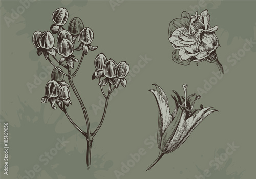 Flower illustration. Vintage drawing