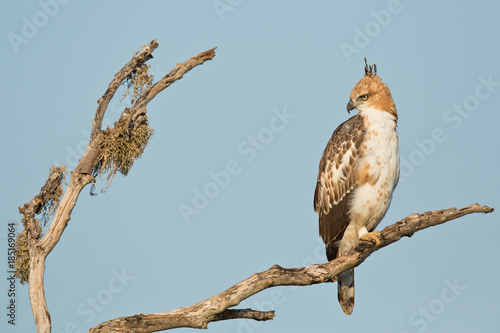 Changeable hawk-eagle