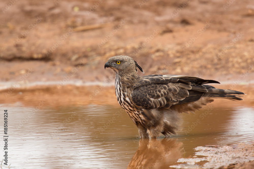 Fototapeta premium Changeable hawk-eagle