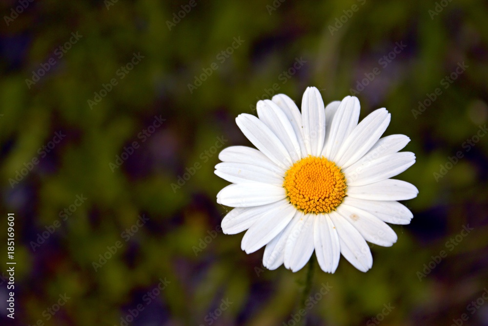 Fototapeta premium White flower close up and blurry background