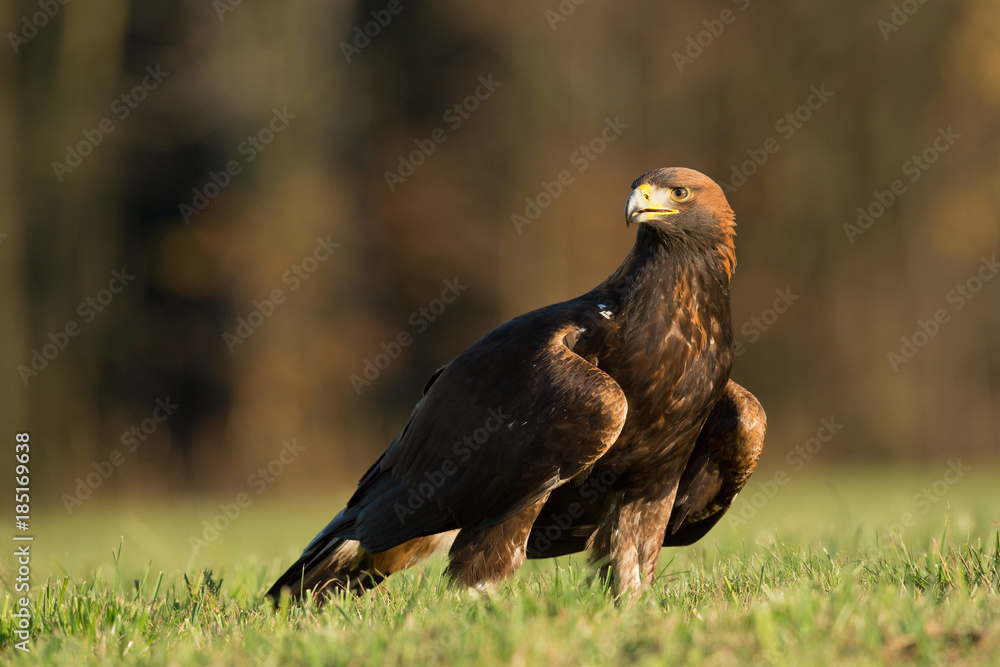 Golden eagle