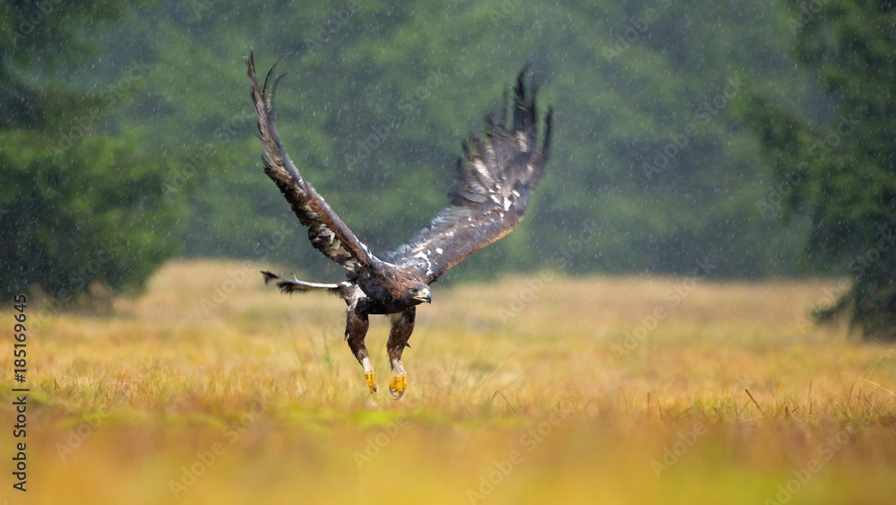 Fototapeta premium Golden eagle